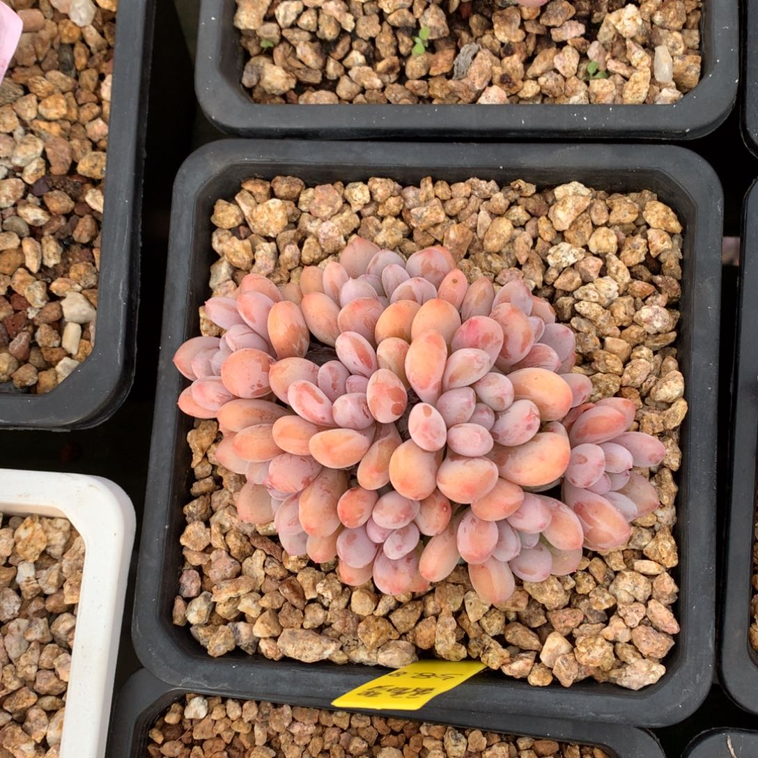 香香雪 多头 一颗  