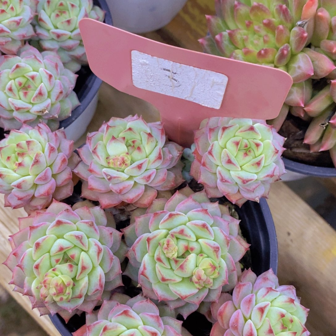 清货转场，一物一拍，看准下单