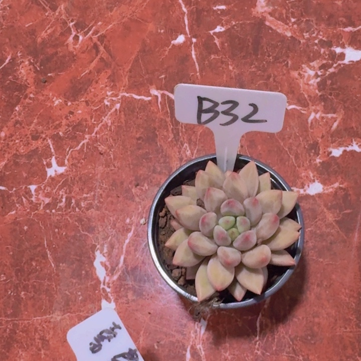 健健康康平平安安