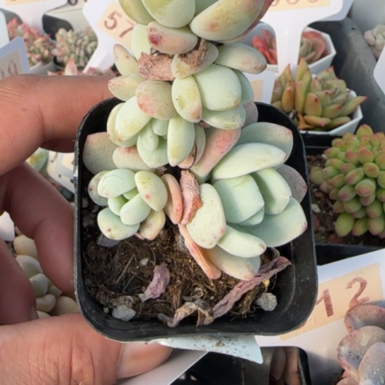 723冷香一物一拍多肉