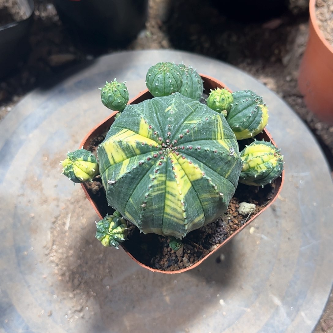 g****7不闻遒劲一一一一一一一