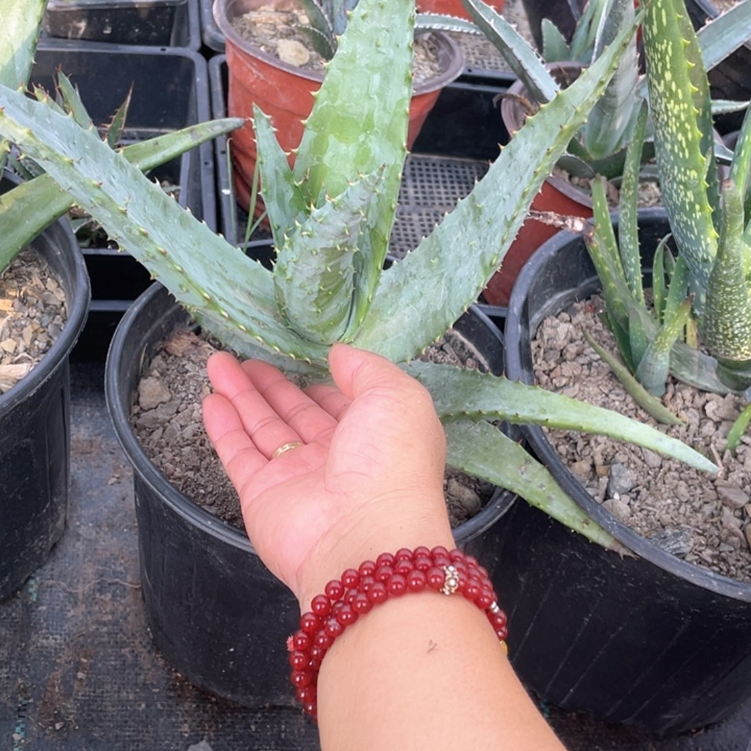 无花朵芦荟好望角