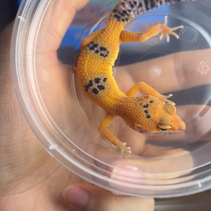 豹纹守宫血电橘迷母温大苗