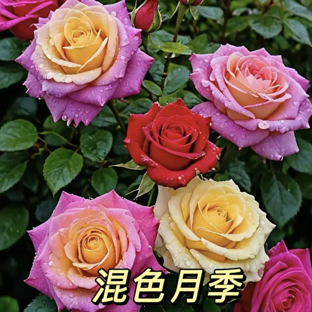 1加仑盆【多色月季】芳香四季开花云南盆栽花卉多分支好养好种