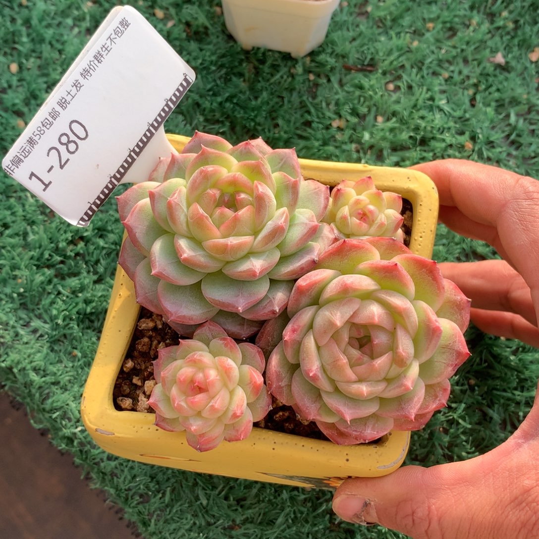 珍妮大群精品多肉58包邮不包整