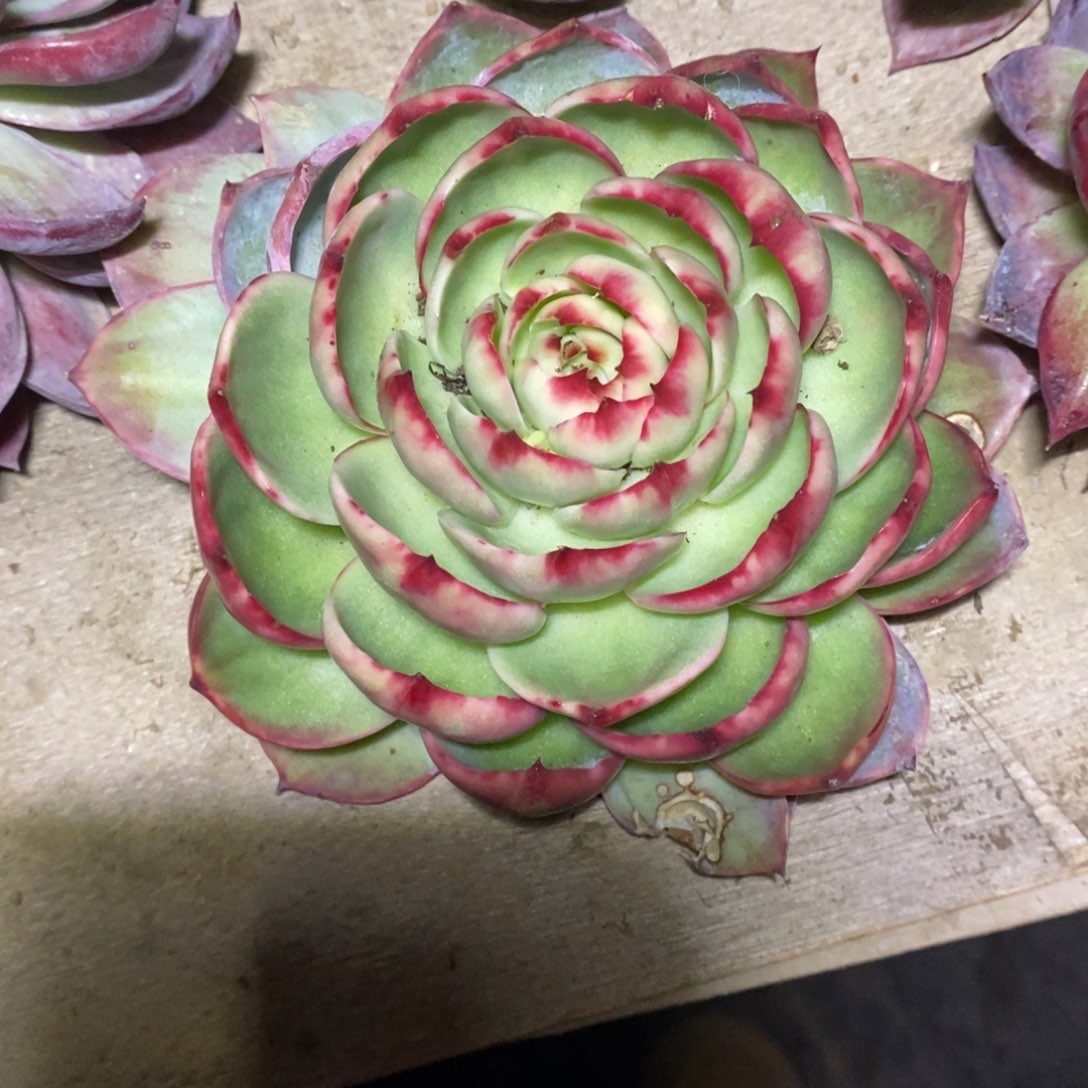 称***意           207。         