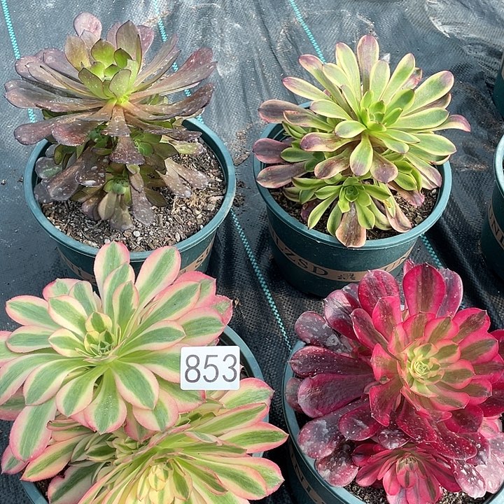 4棵法师组合冠幅15-20