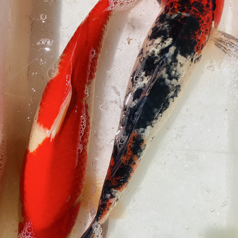 锦鲤观赏鱼冷水鱼多花色多品种