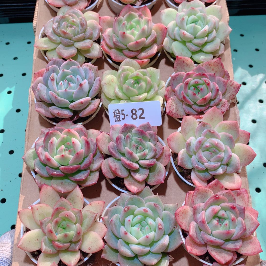 5-82一物一拍多肉带盆18颗