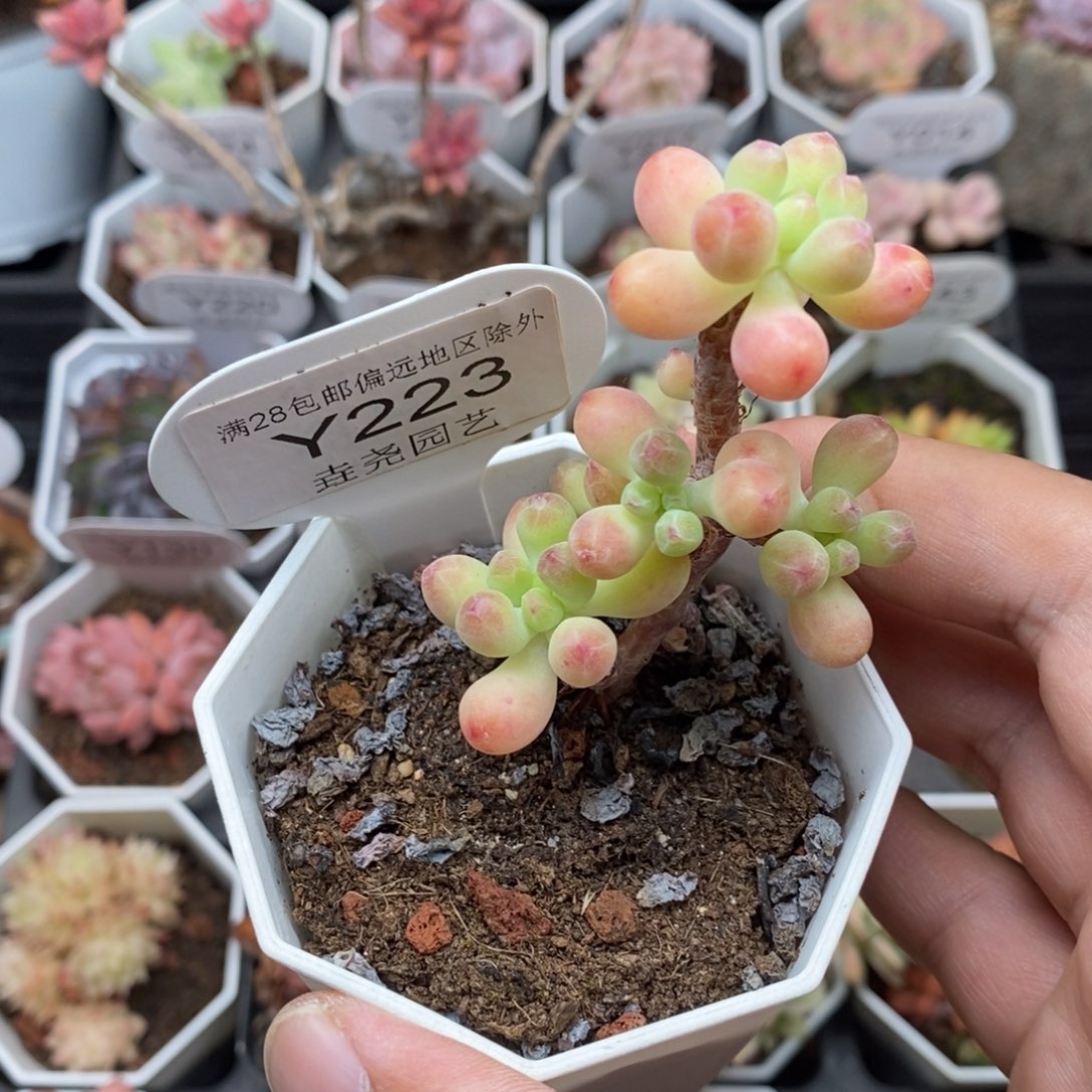 0223 乙女心 4cm 