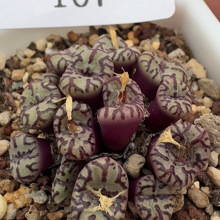 107 红文安贞肉锥。 