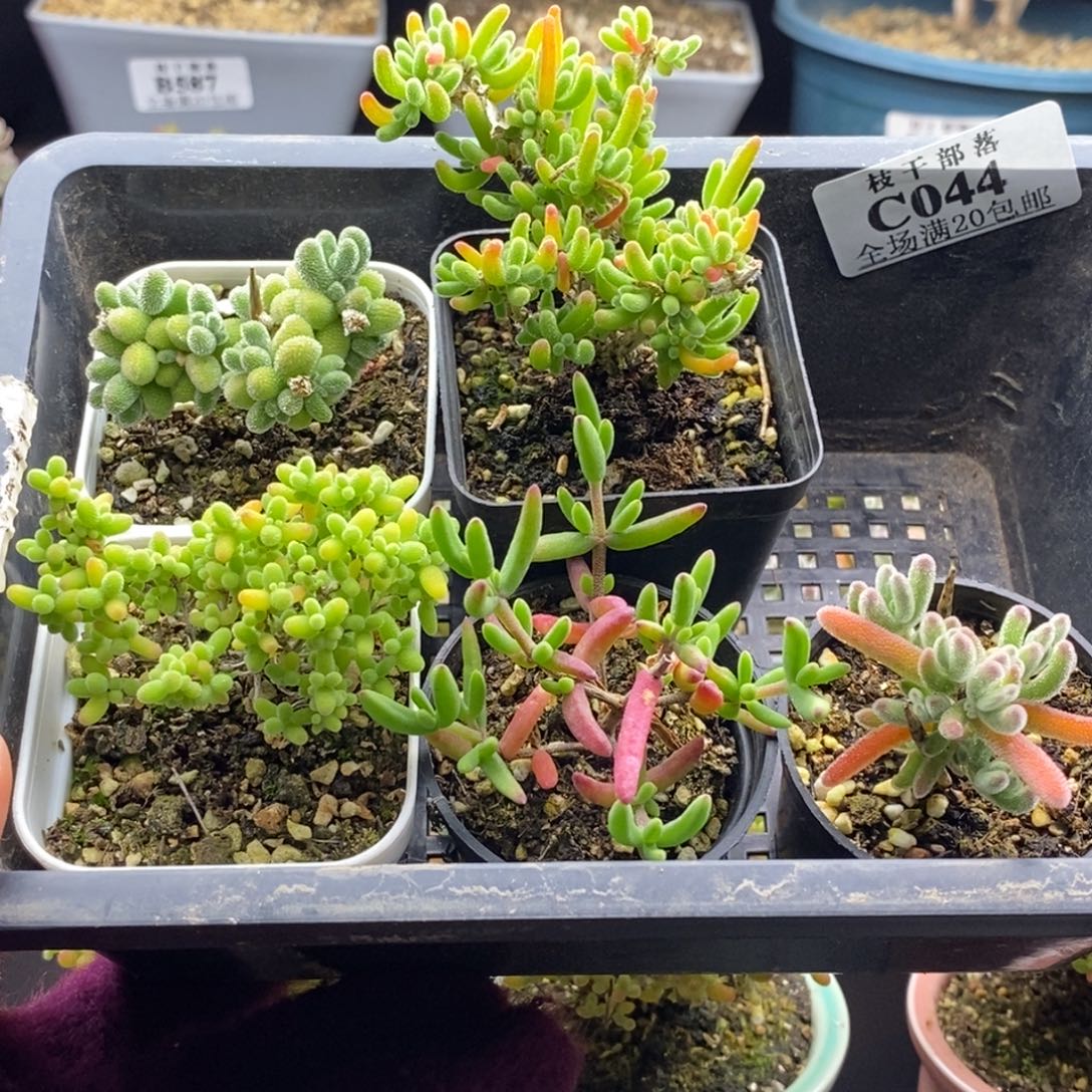 044。福利套餐 。        