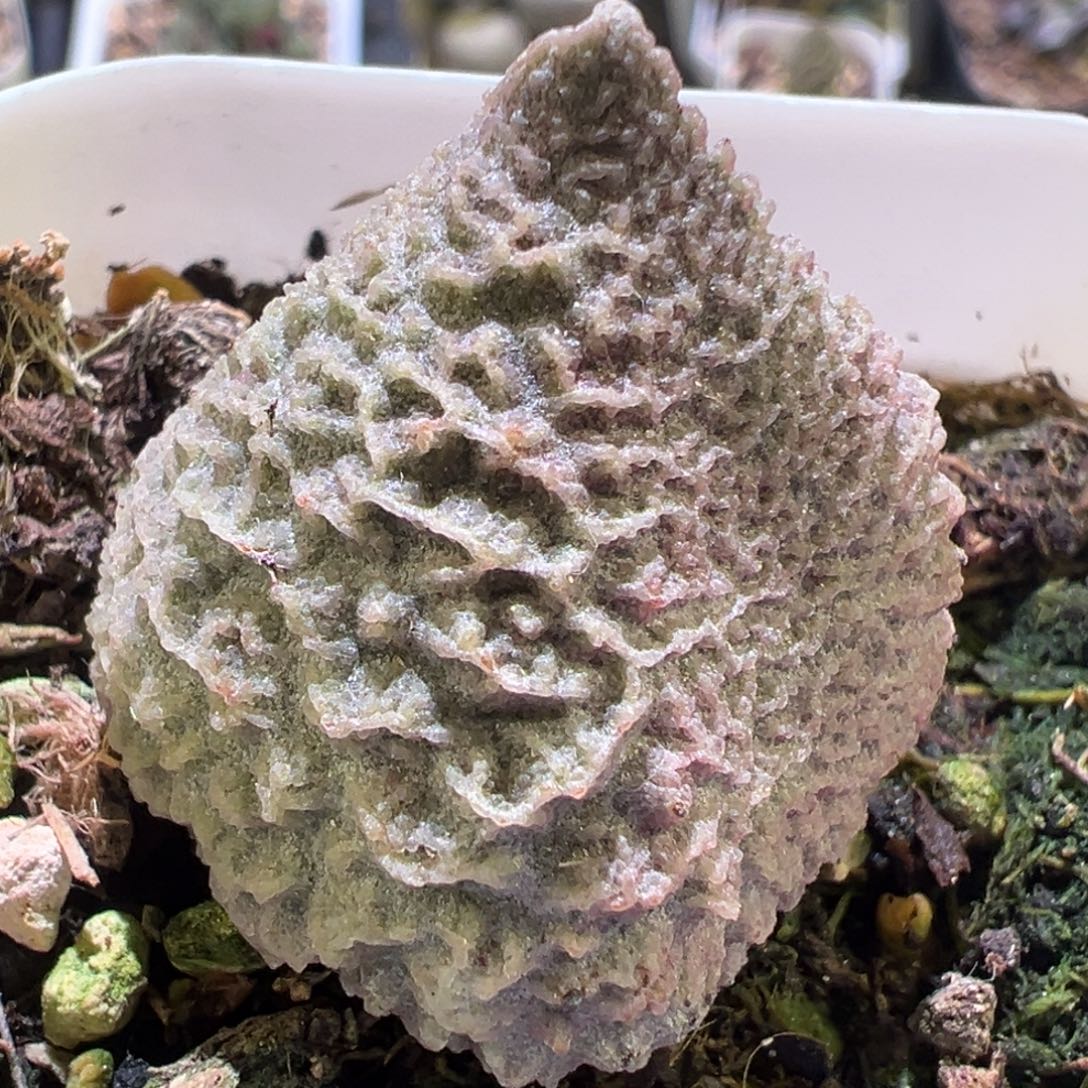 巨猪宝大苗多肉植物水泡