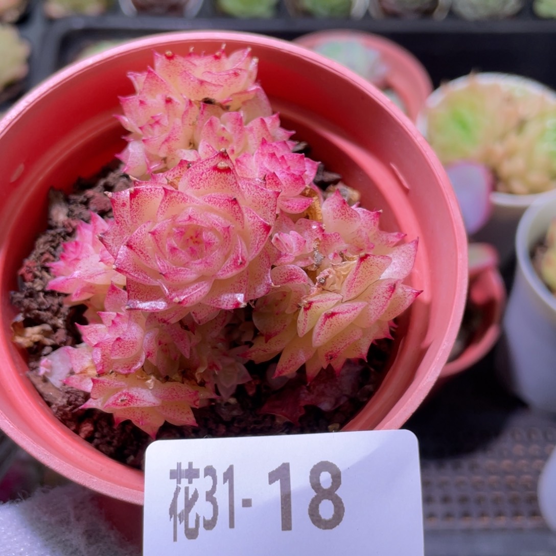 花利美31-18麦秆群