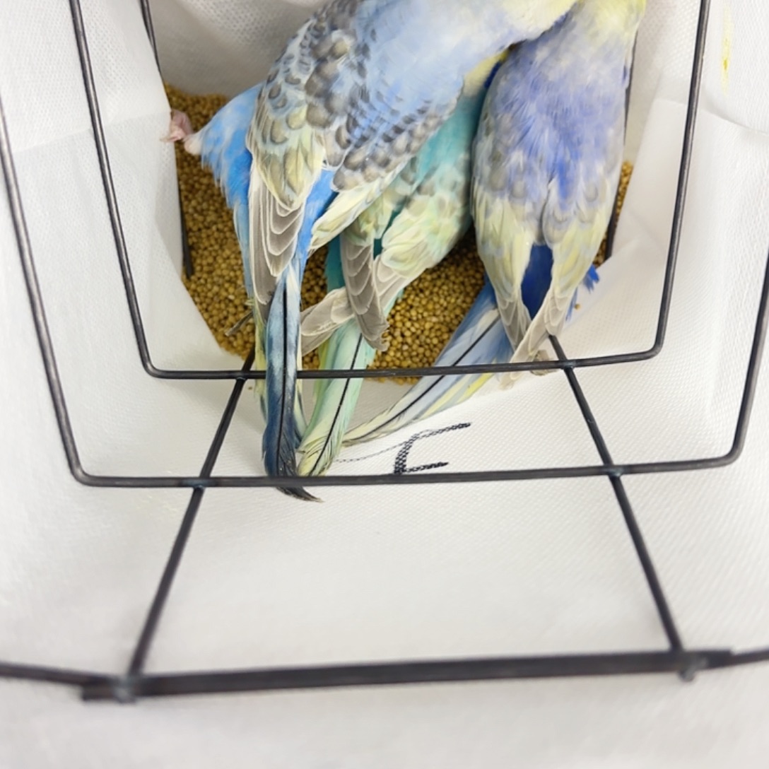 微***士虎皮鹦鹉三只金彩