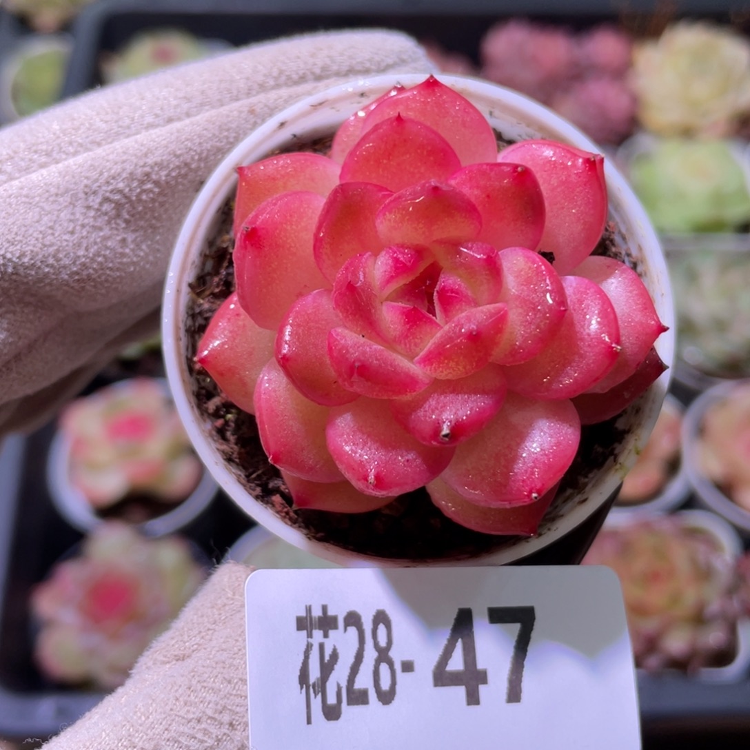 花利美28-47福利珍妮