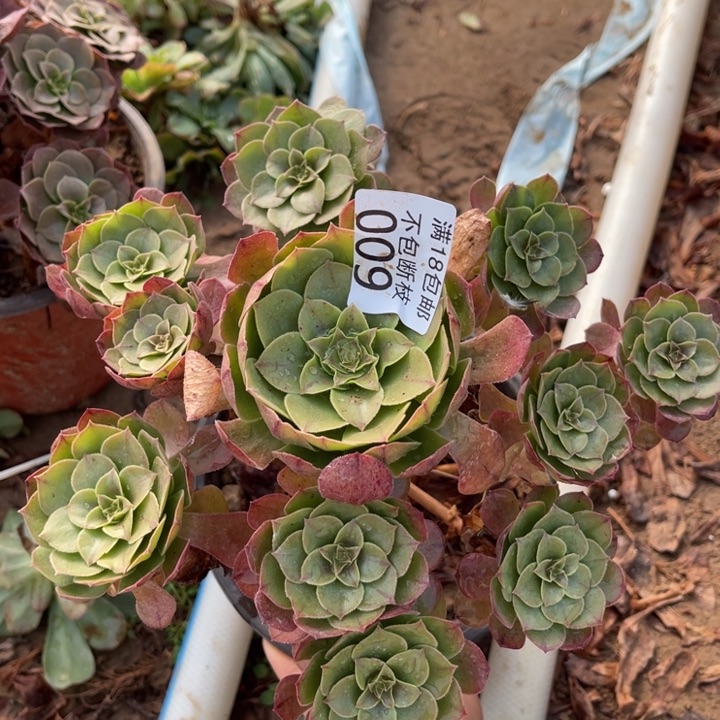 009沙拉碗手捧1北