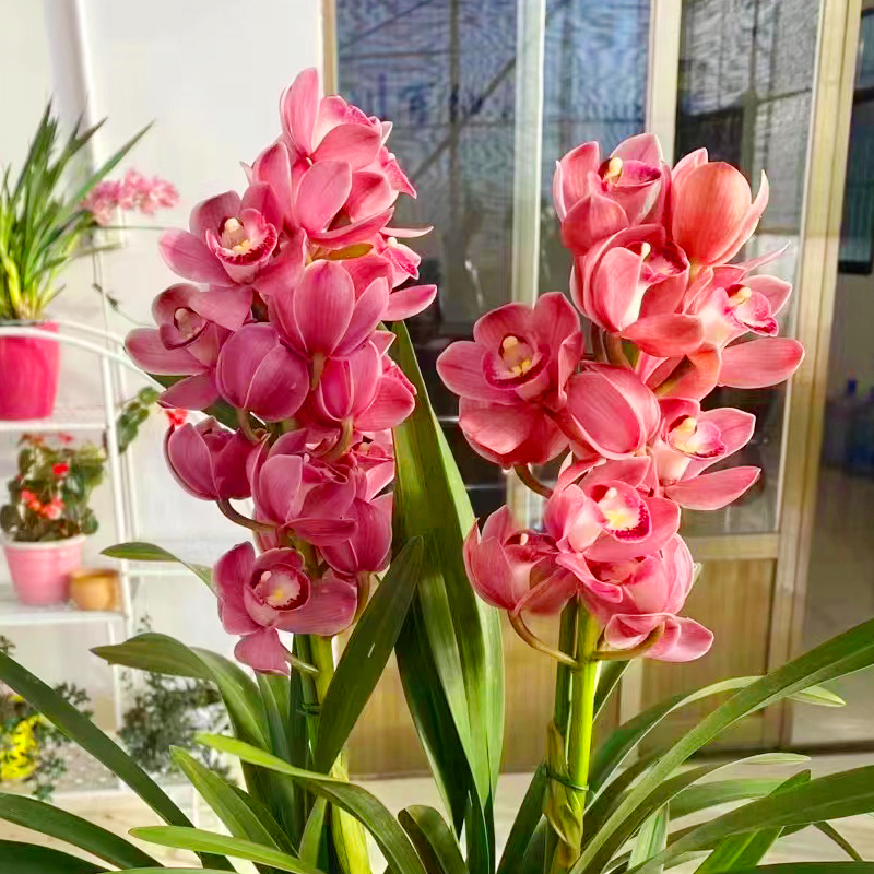 特A级（带多花苞）葡萄美酒大花蕙兰花卉植物室内绿植客厅年宵花