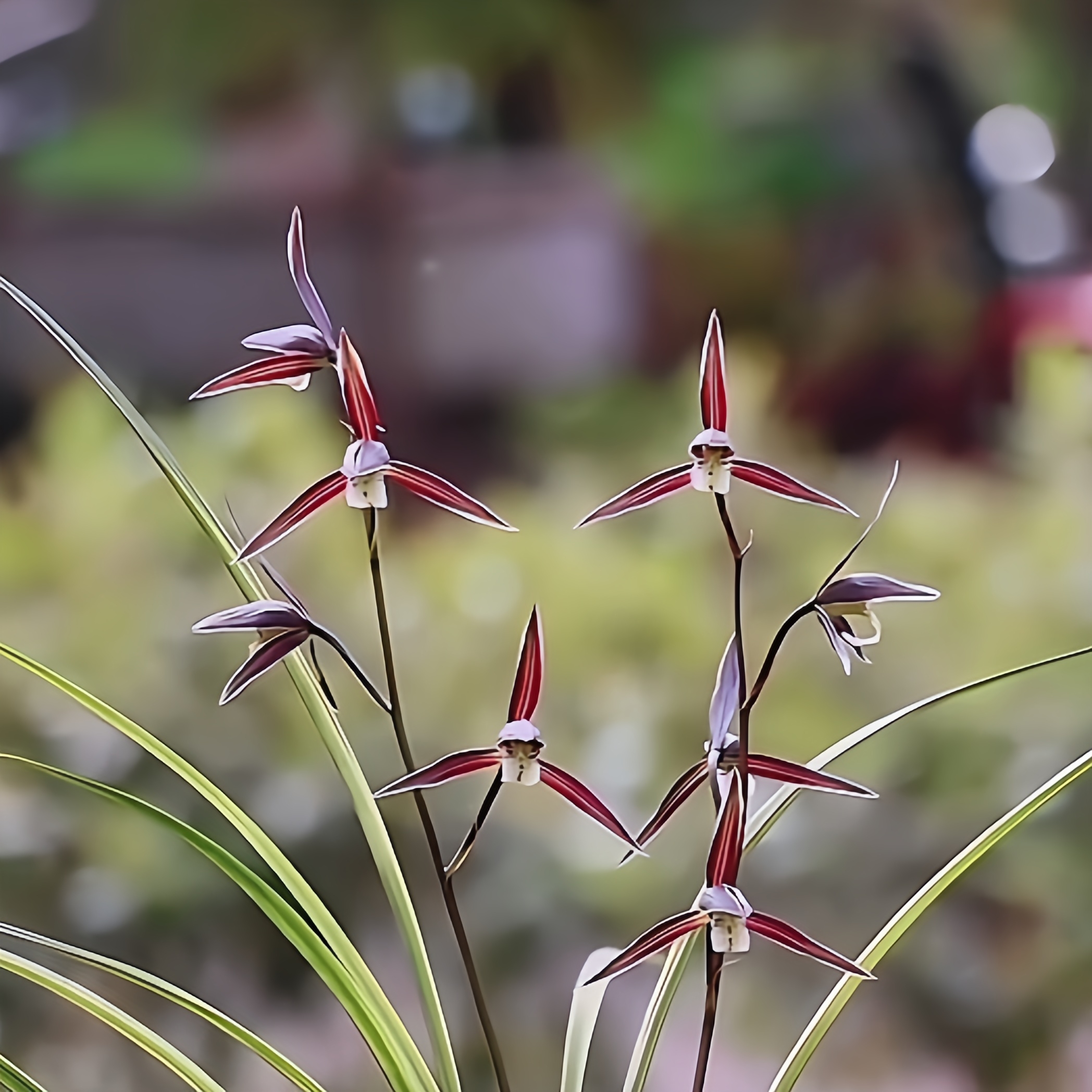 【九五至尊】寒兰高端铭品 旭槿兰花高山种植无温室养兰养兰易养活