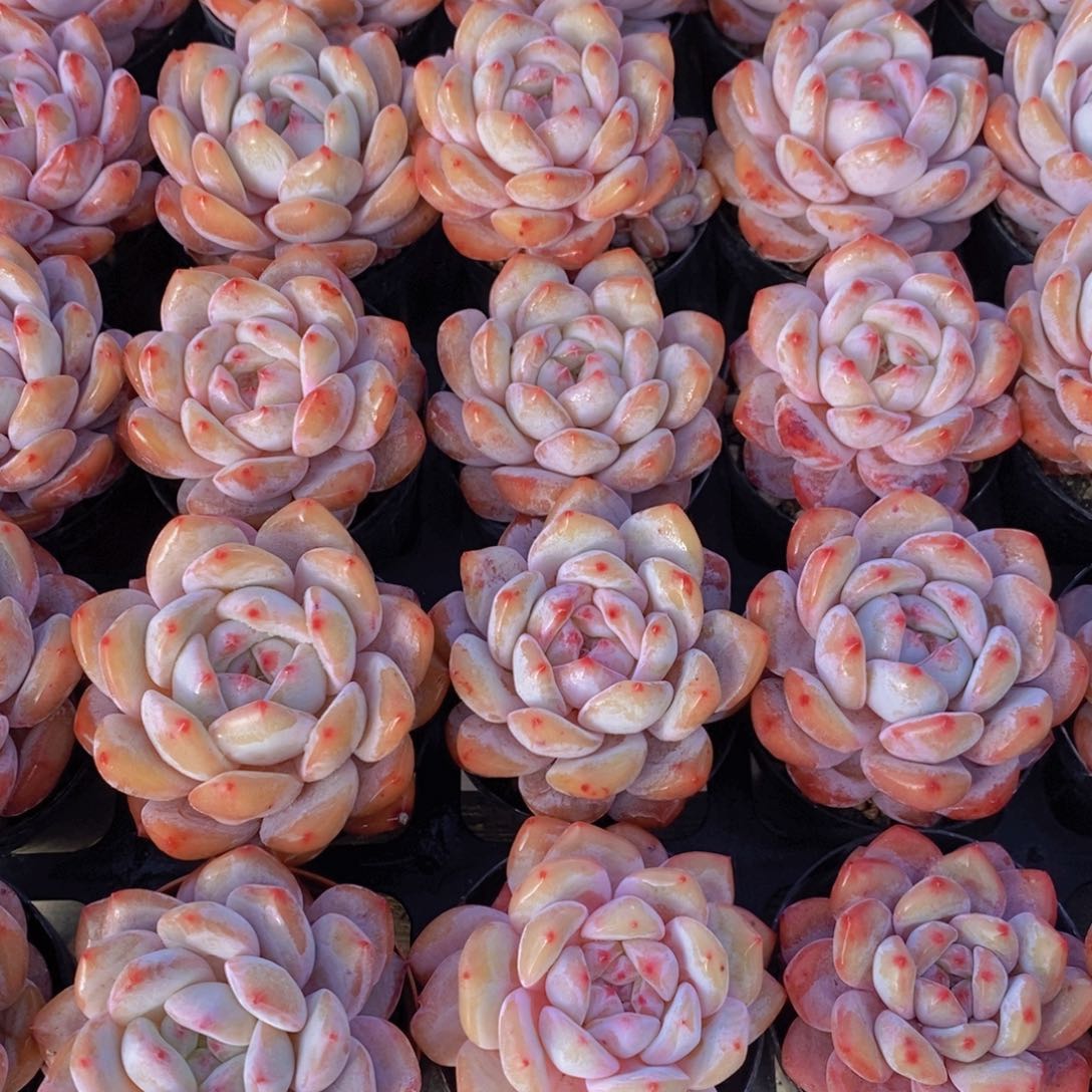 31-05-M精品奶油石榴籽星影单头两个