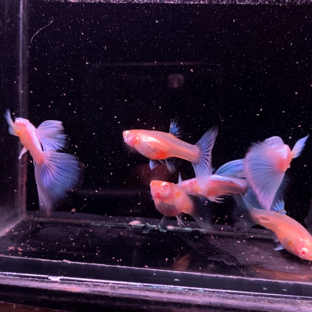 李***奇孔雀鱼蓝色飞船三对