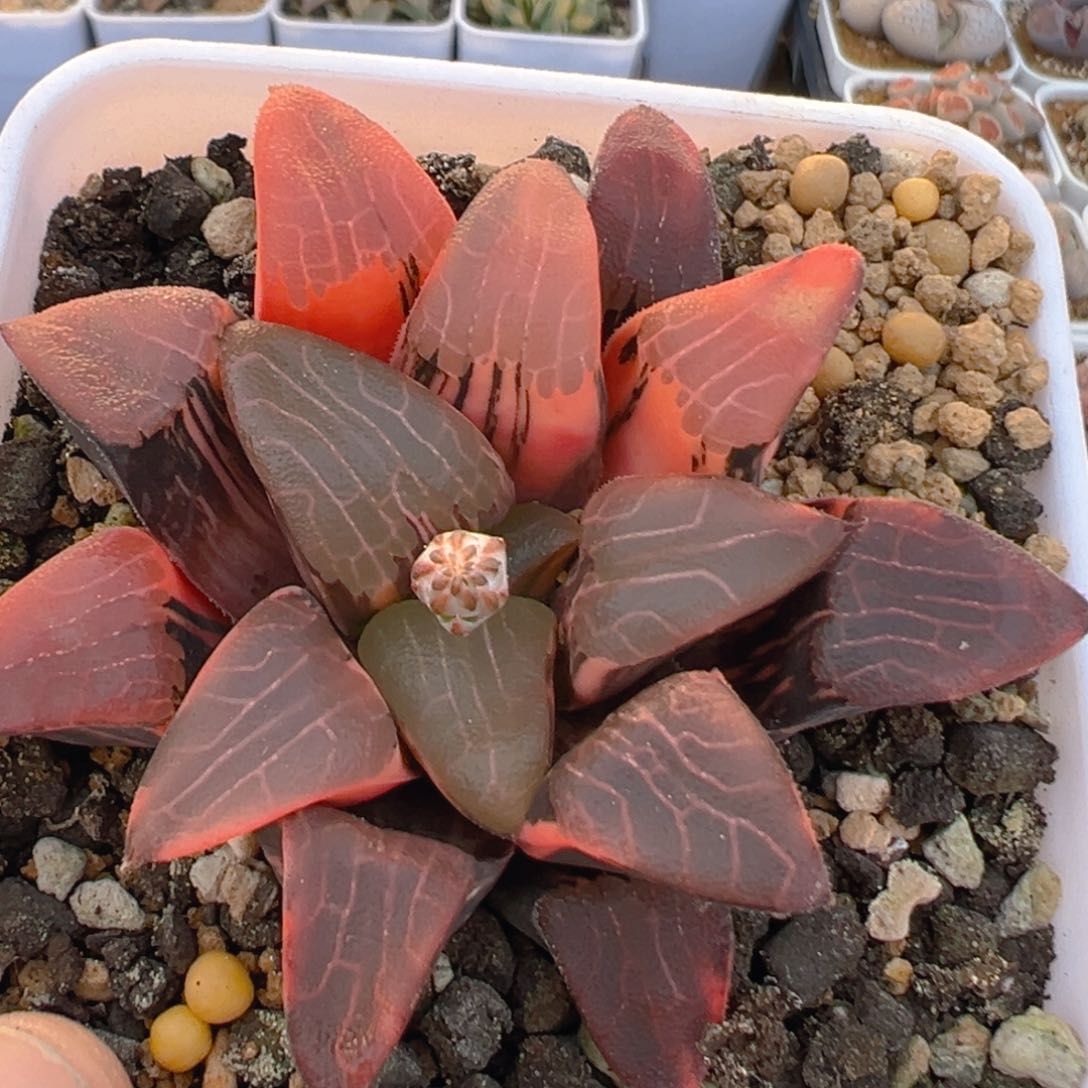 88多肉植物百科知识