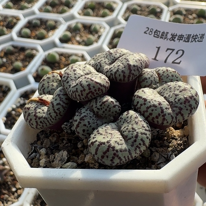 172  蘑菇头安贞。       