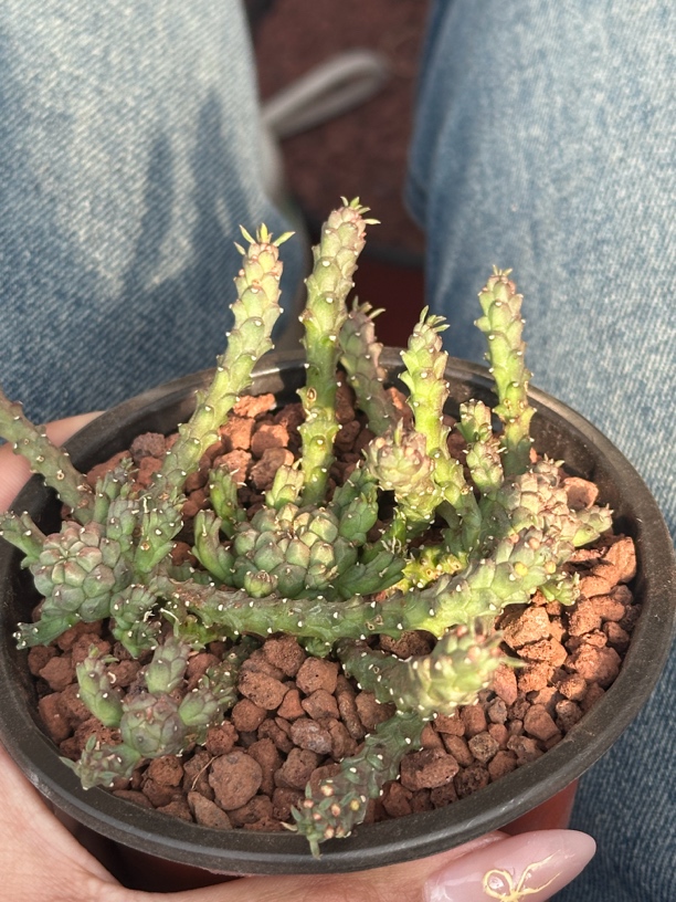 多肉植物b氏大戟杂交