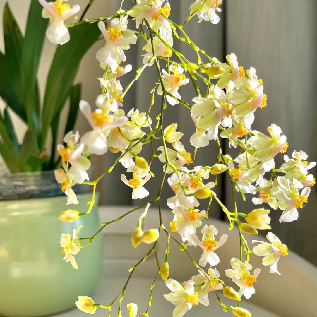 梦香兰-罗曼香梦香兰  文心兰盆栽带香味