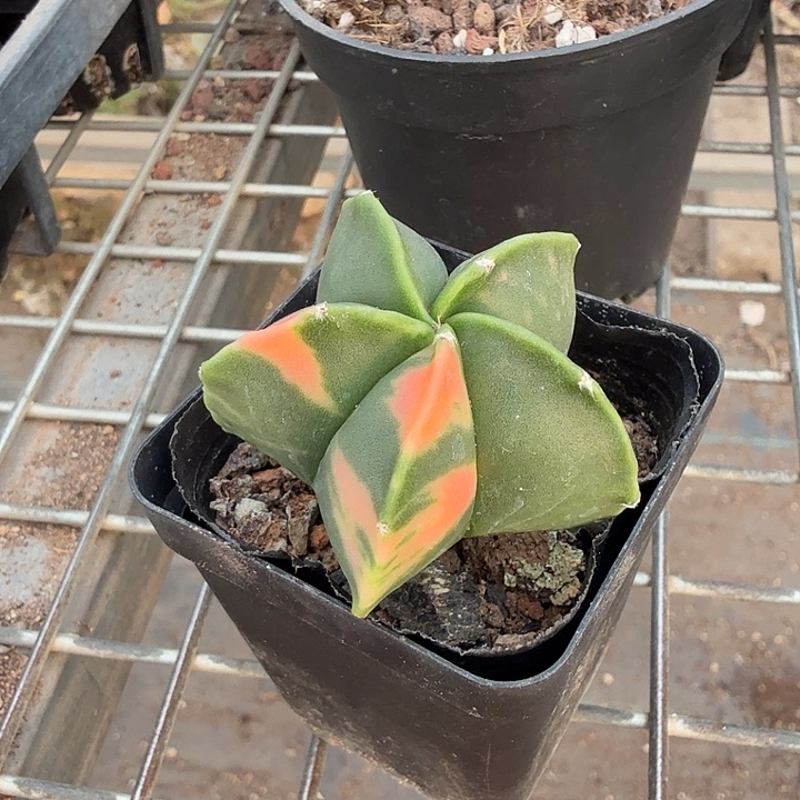 实生鸾凤玉锦4仙人球