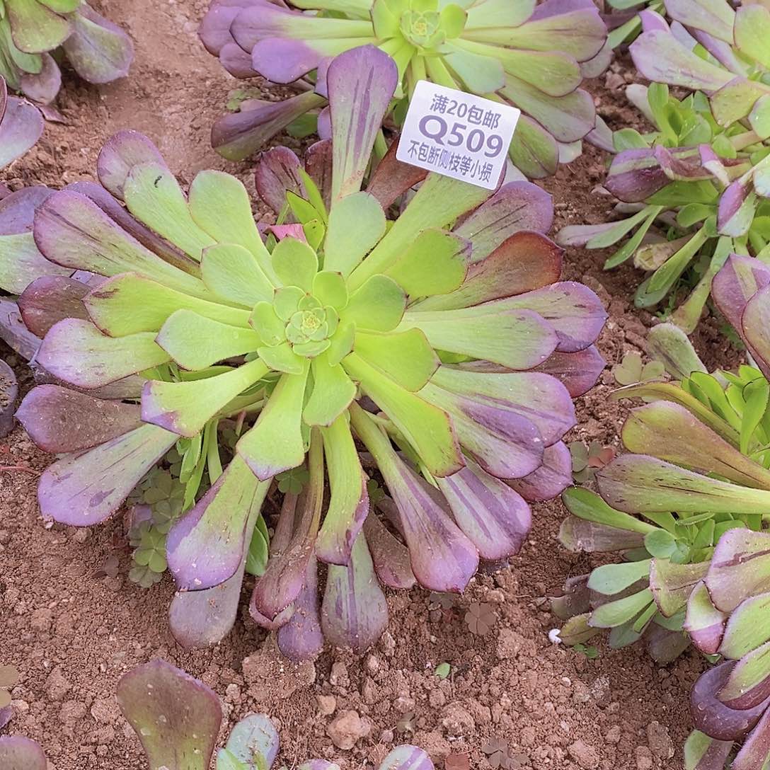 509铜壶花脸多肉