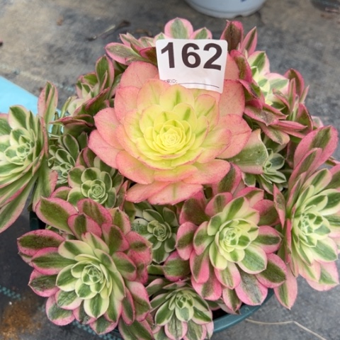 162玉姿20厘米左右