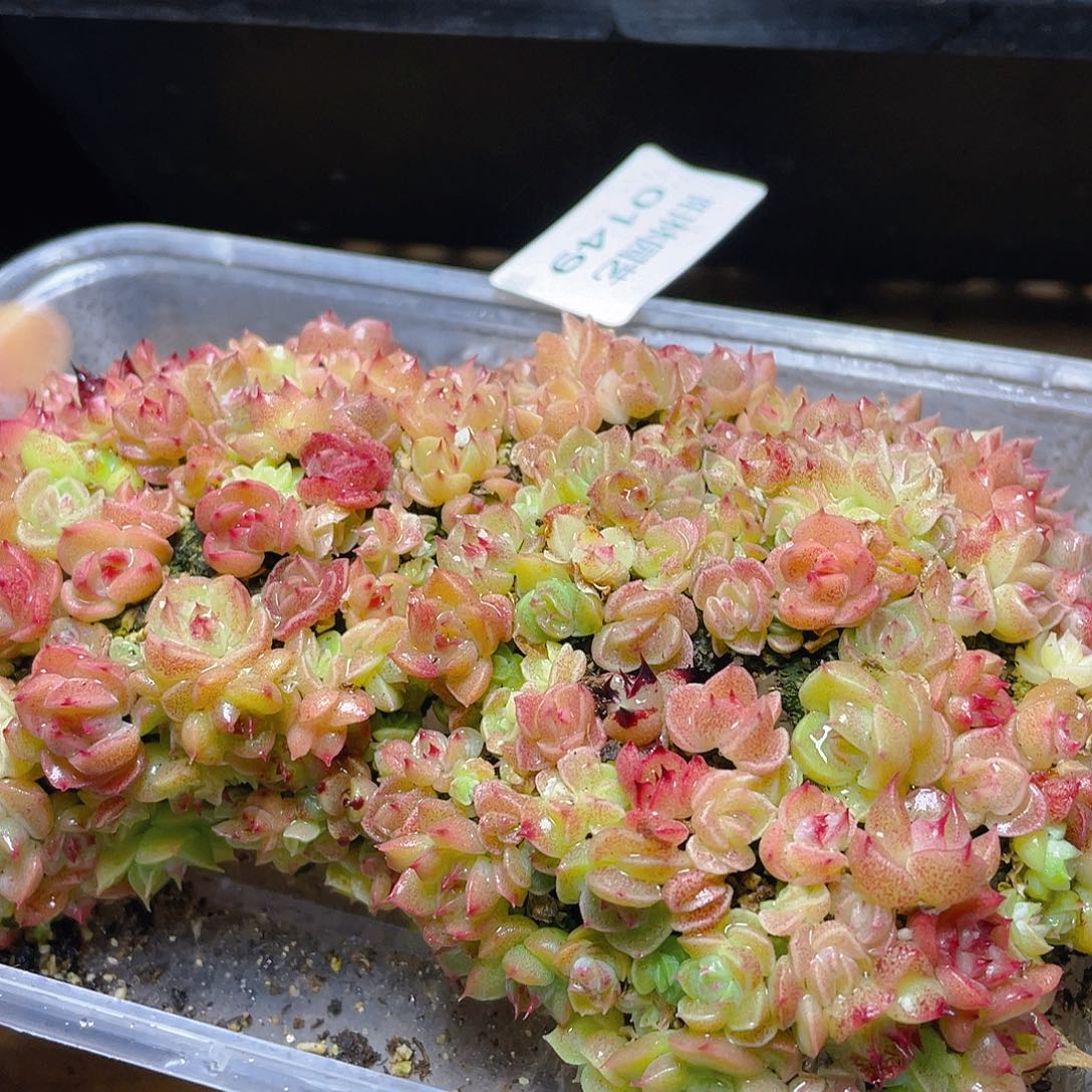 多肉植物多肉植物149