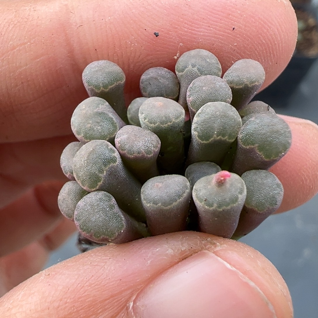 伏***。11.13好看的多肉脱土发货