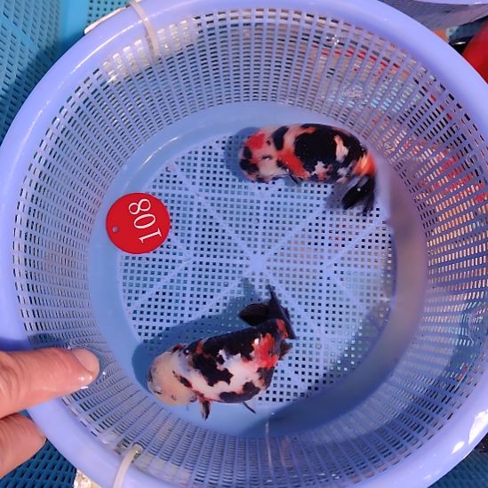 金鱼108兰寿两只特价顺丰包邮