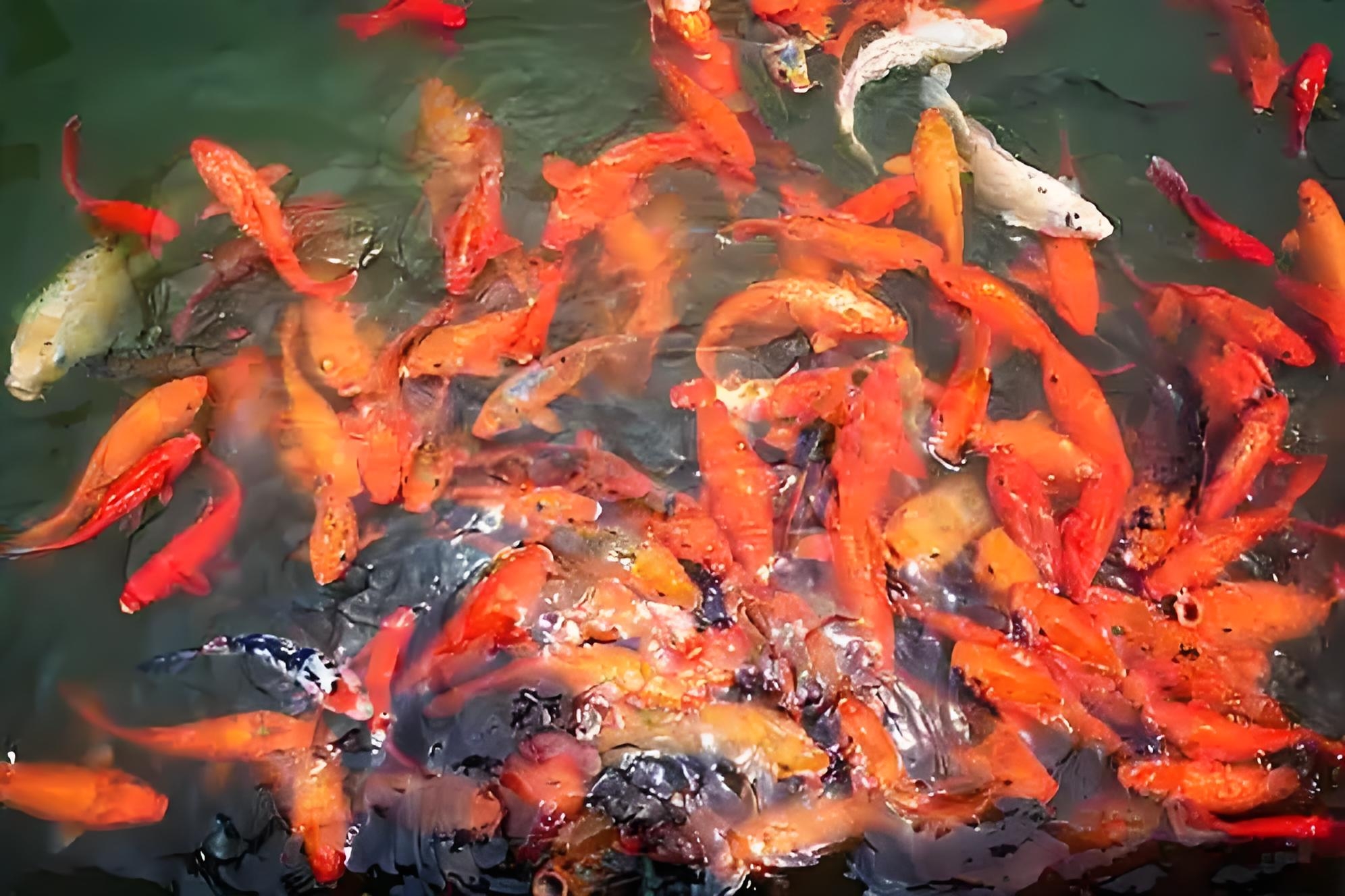 锦鲤金鱼好养耐活包邮包损（无开箱视频无售后）