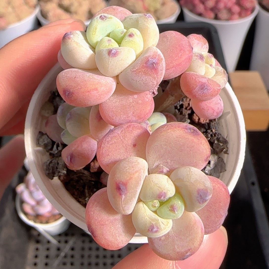 多肉1229-338罗琦小老桩