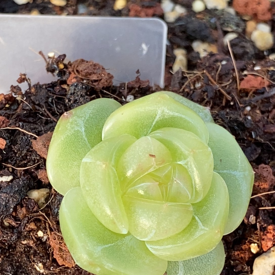 芬***h天官赐福百无禁忌