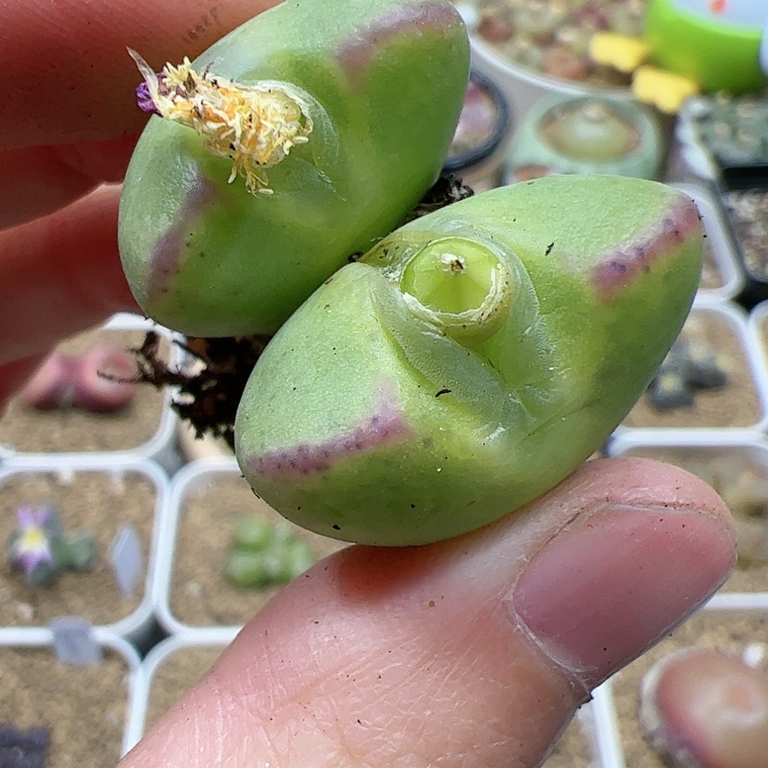 【闪购商品】210 双12福利