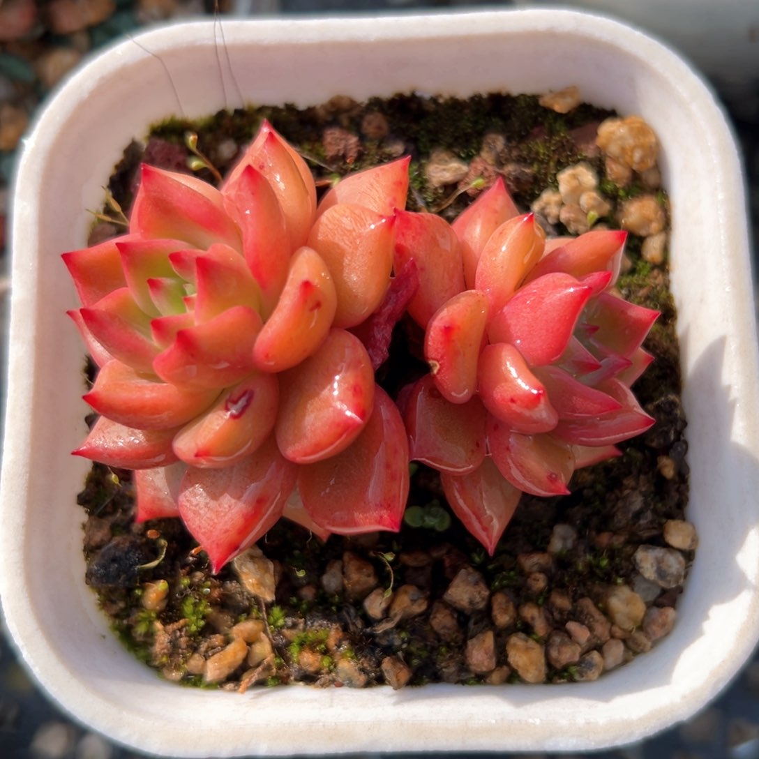 红酒东云（满38包邮）多肉