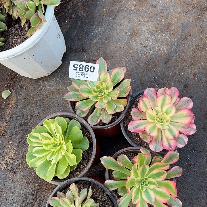 多肉植物985种植物