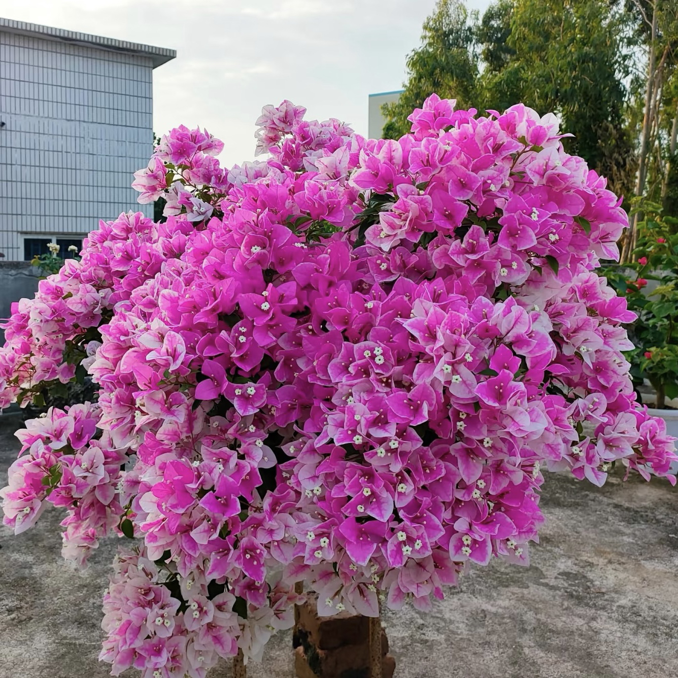 漳州三角梅一物一拍带盆带土发货