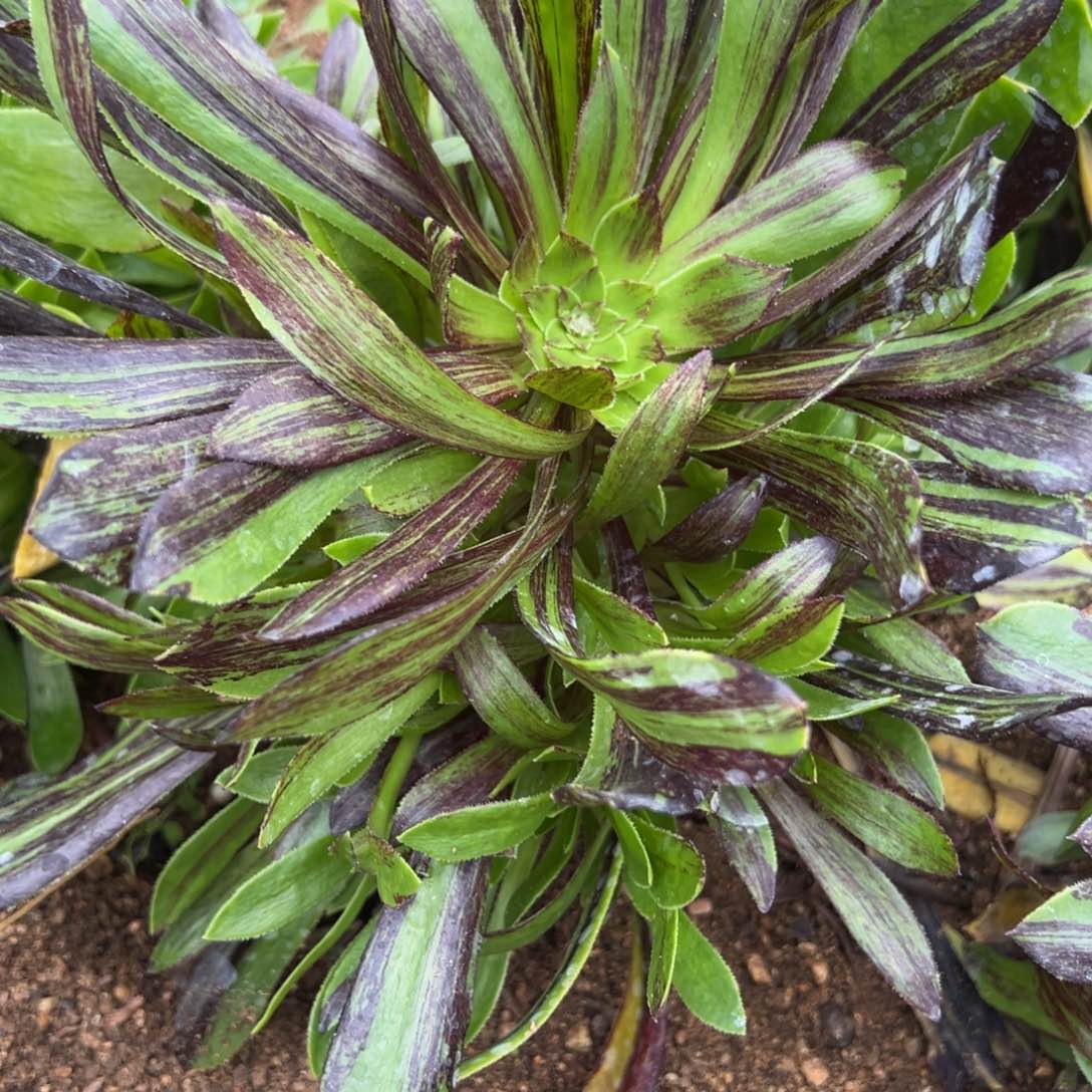 437水墨丹青多肉植物