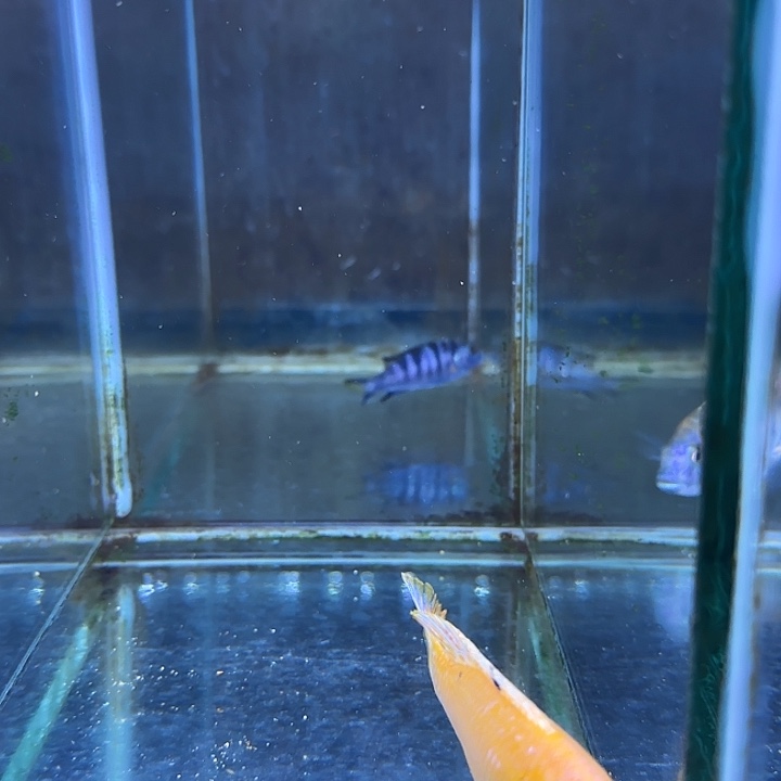 队***副海水鱼195号11111