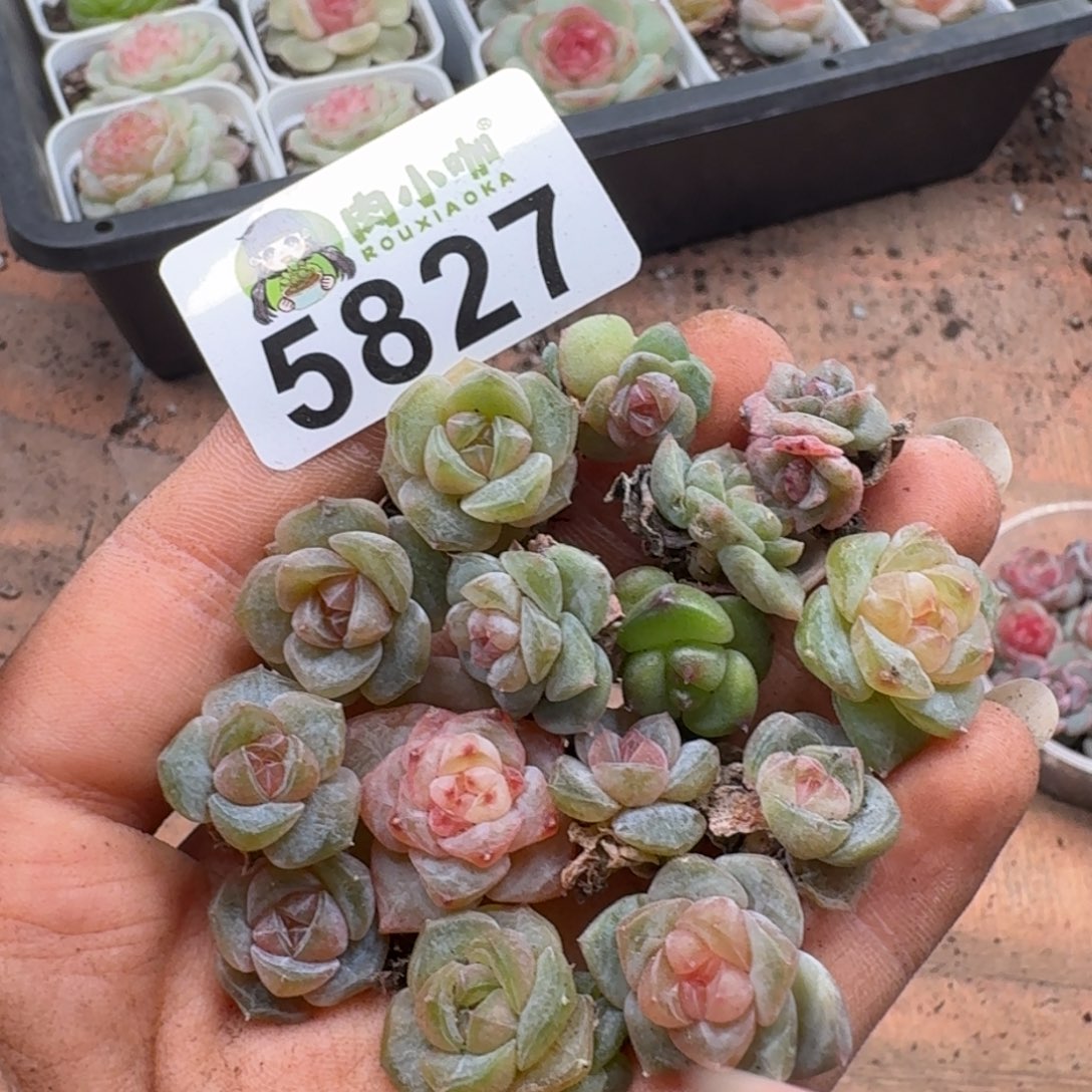 云***雪多肉植物多肉植物