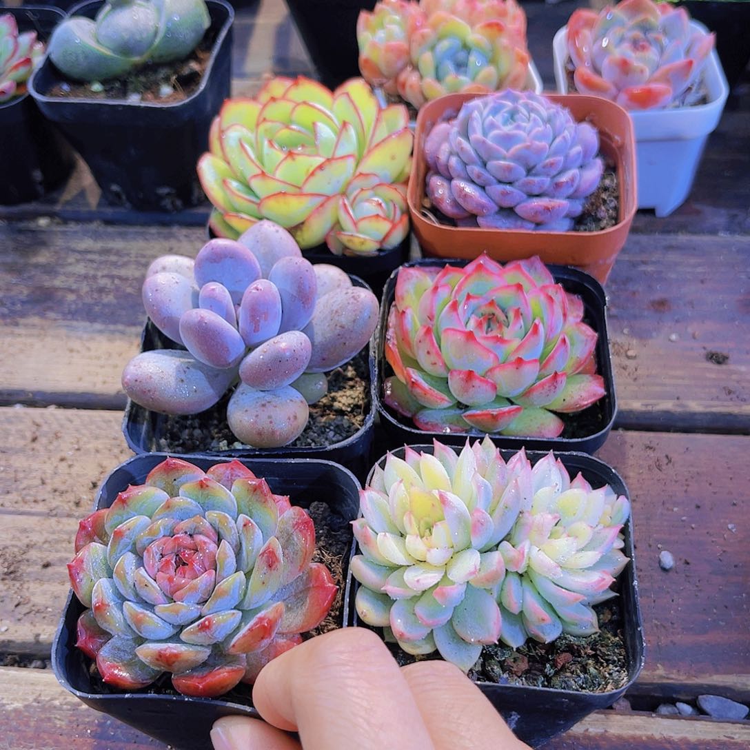 如图6盆带盆土111111112