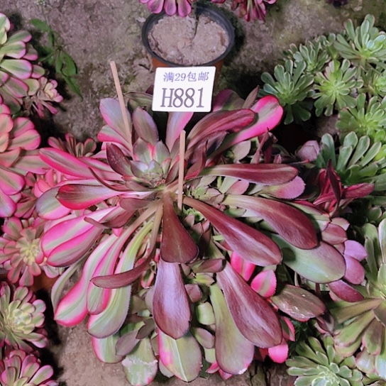 881花蝴蝶多肉植物