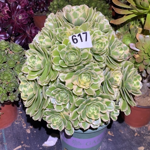 迈巴赫多肉植物法师不包损有断枝