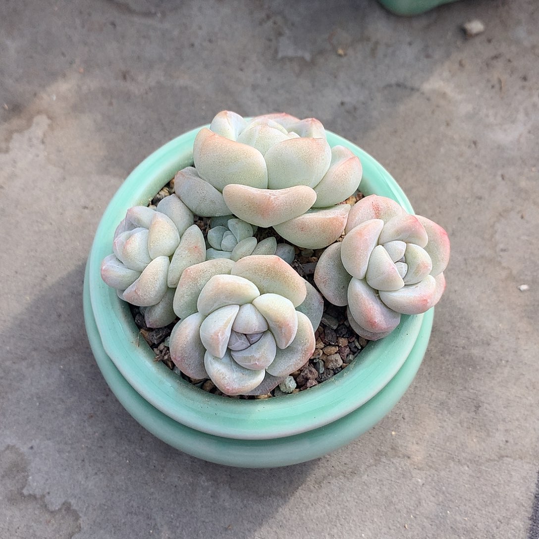 一物一拍，冰玉群带盆