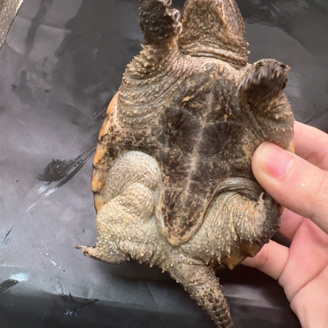 宠物龟不分公母11